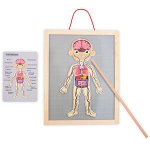Magnetske slagalice - Učenje anatomije - Ljudsko tijelo
