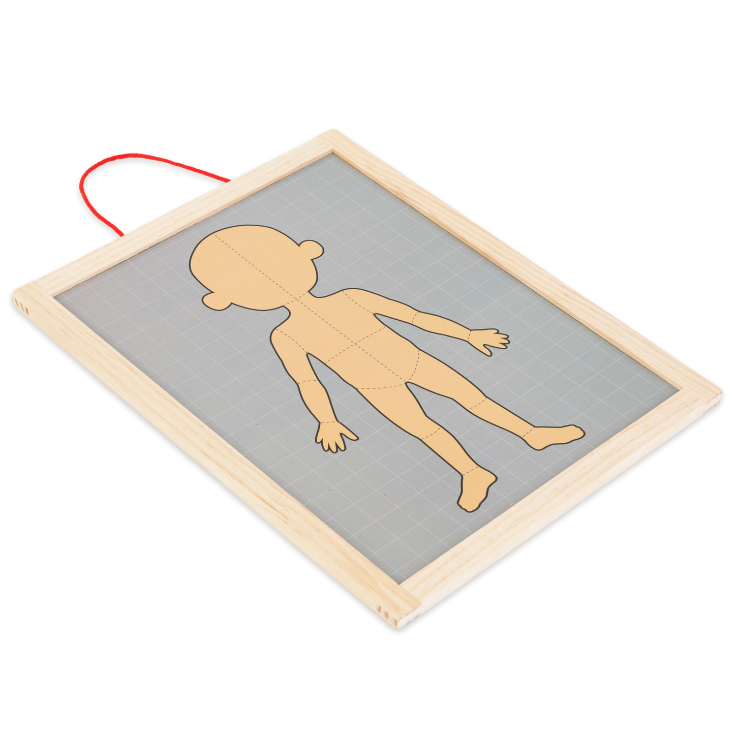 Magnetske slagalice - Učenje anatomije - Ljudsko tijelo