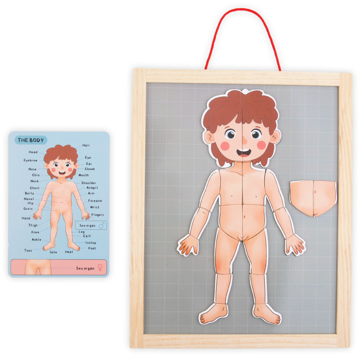 Magnetske slagalice - Učenje anatomije - Ljudsko tijelo