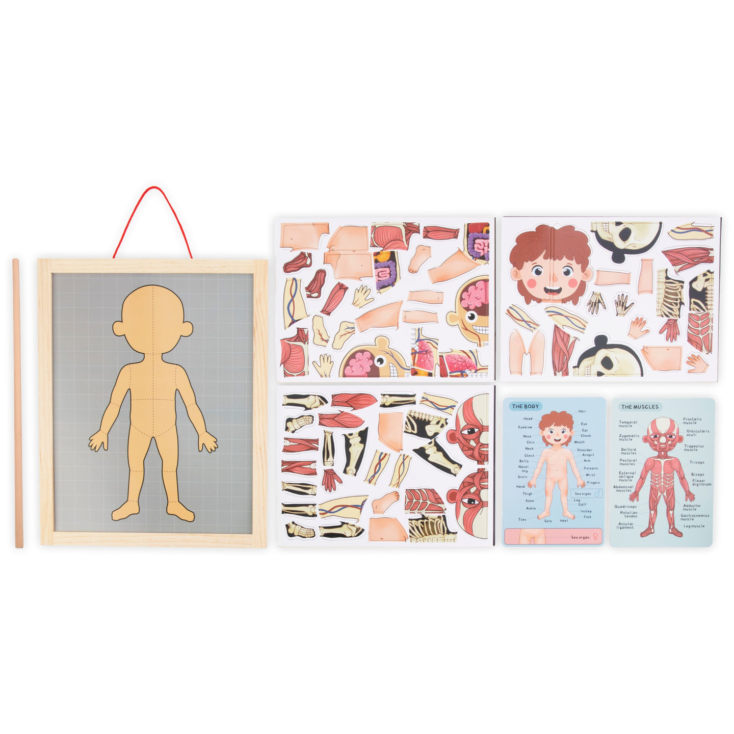 Magnetske slagalice - Učenje anatomije - Ljudsko tijelo