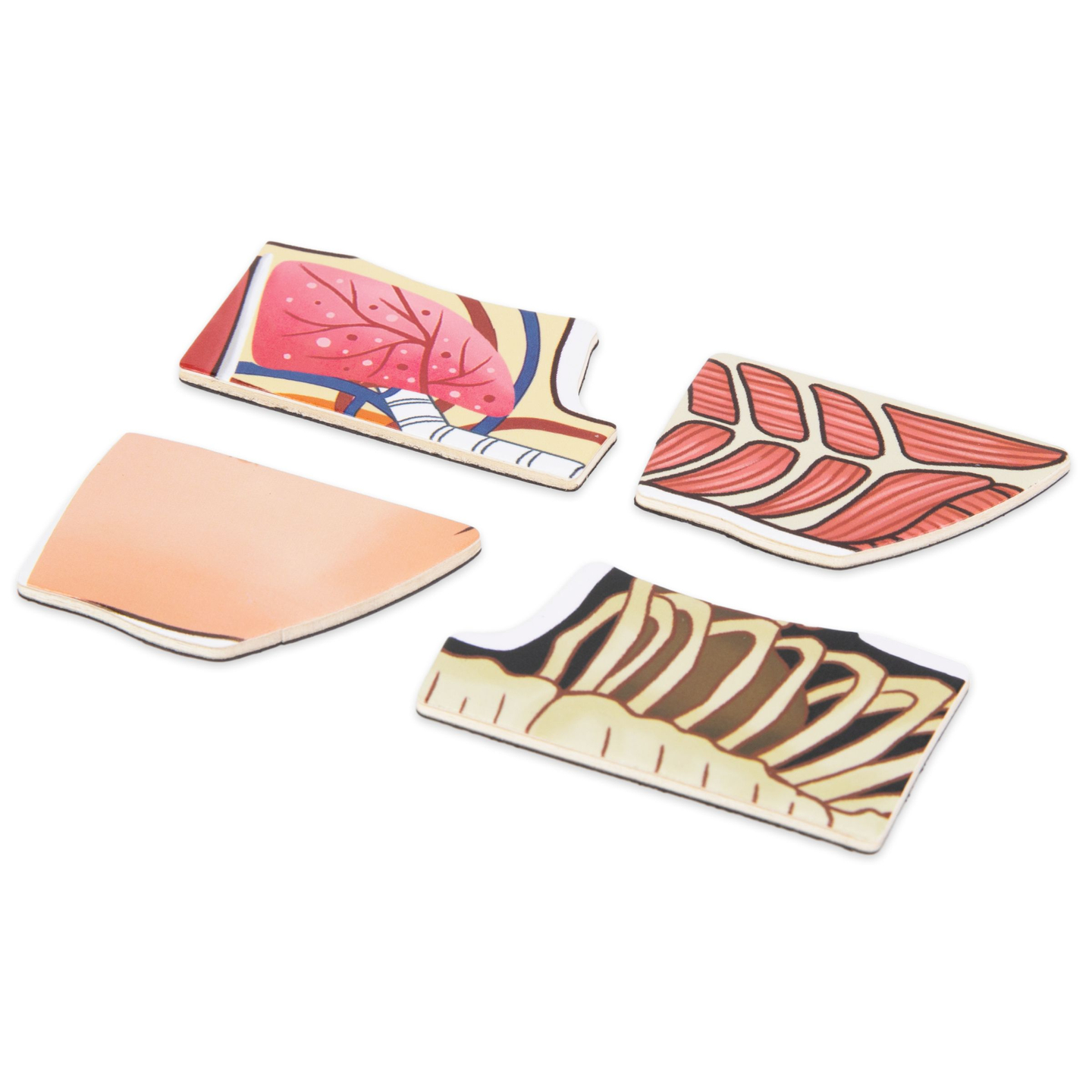 Magnetske slagalice - Učenje anatomije - Ljudsko tijelo